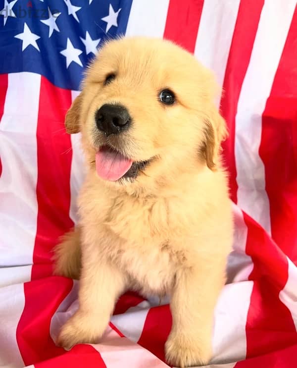 Golden retriever for sale 1