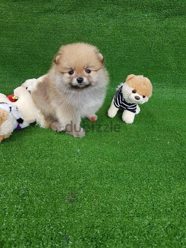 Cream Female Poms for sale 0