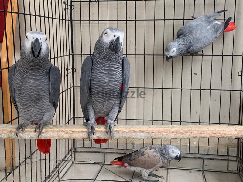 African Grey Parrot available - Talking, Friendly, and Loving! 0