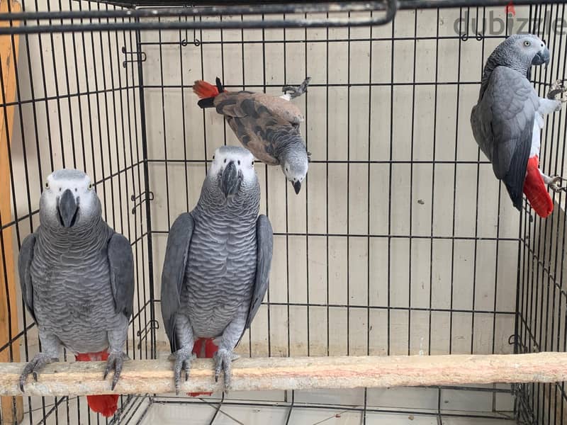 African Grey Parrot available - Talking, Friendly, and Loving! 1