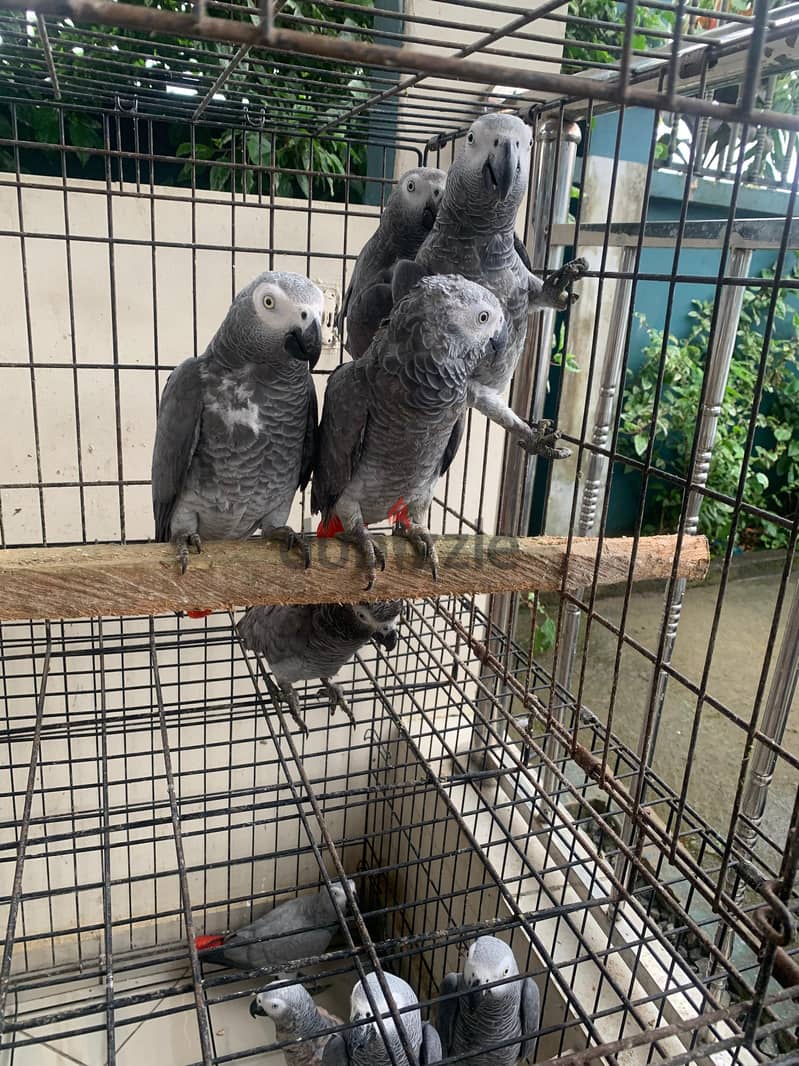 African Grey Parrot available - Talking, Friendly, and Loving! 2