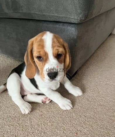 Whatsapp Me +966583921348 Beagle Puppies 1