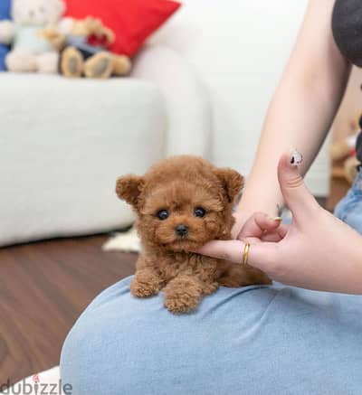 Mini Poodle for sale . . WhatsApp me +14847189164‬