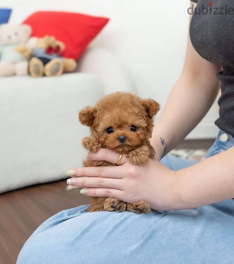 Mini Poodle for sale . . WhatsApp me +14847189164‬ 1