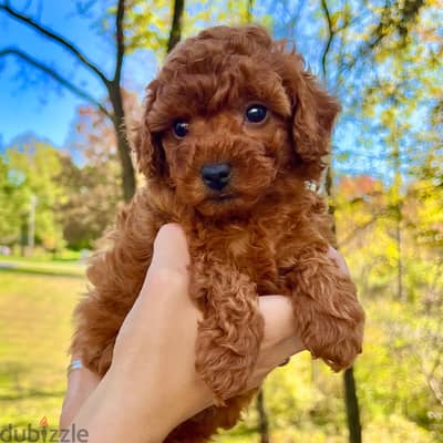 WhatsApp +4917629216066 cute toy poodles for sale