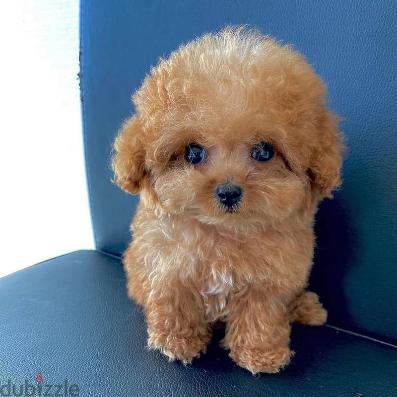 WhatsApp me +4917629216066 toy poodle puppy available for sale 0