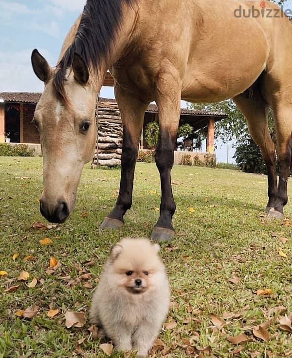 Cream Pom for sale . WhatsApp me ‪ +1908,7684279‬ 1