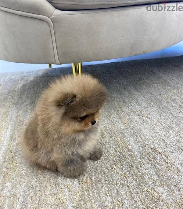 Cream male Pom puppy for sale 0