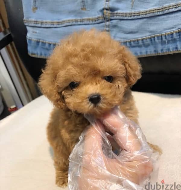 Female Poodle for sale . WhatsApp me ‪ +19087684279‬ 0