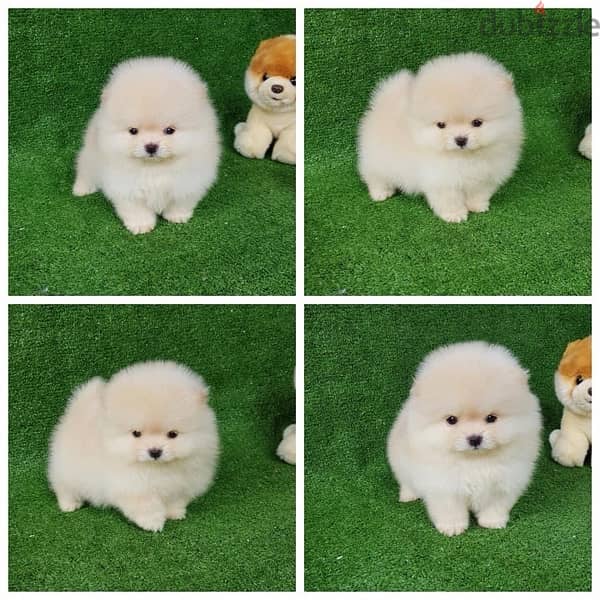 Mini Pomeranian for sale . WhatsApp me +14847189164‬ 0