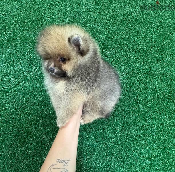 Male Pomeranian for sale . WhatsApp me +14847189164‬ 0