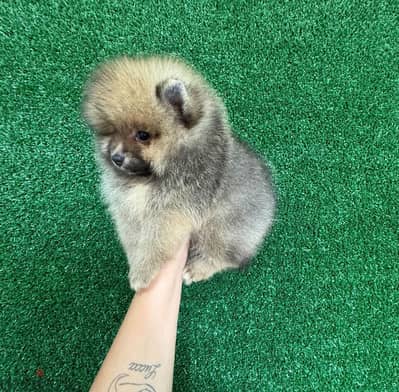 Tcup Pomeranian for sale . WhatsApp me +14847189164‬