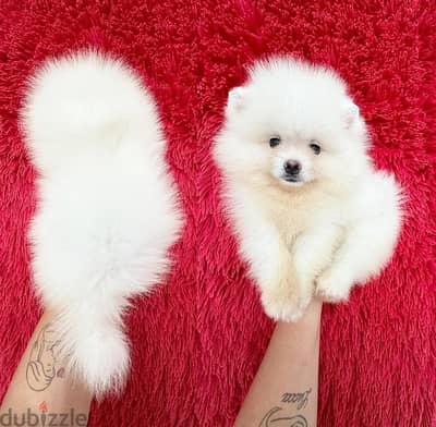 White Pomeranian for sale WhatsApp me ‪ +19087684279‬