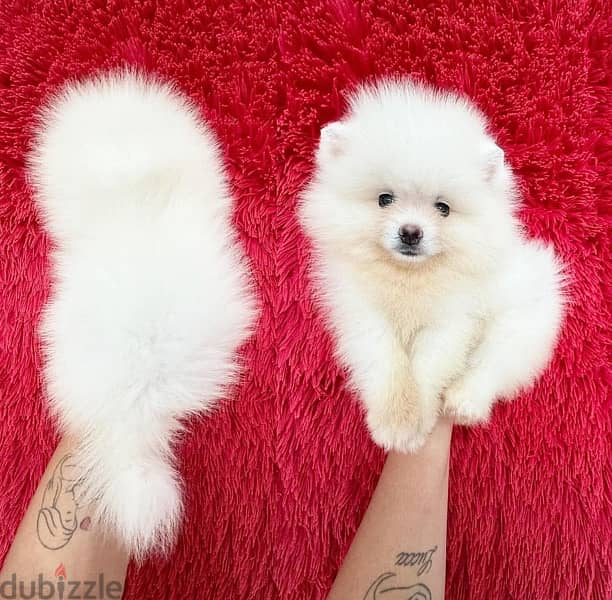 White Pomeranian for sale WhatsApp me ‪ +19087684279‬ 0