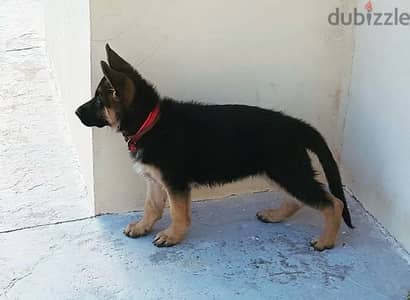 German Shepherd  for sale