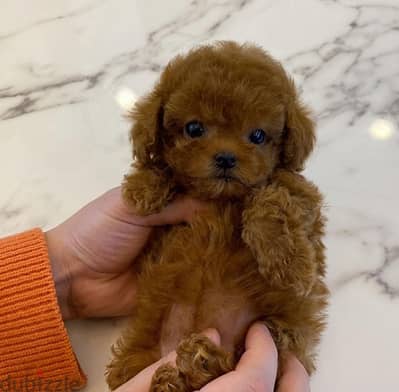 Tea Cup Poodle for sale