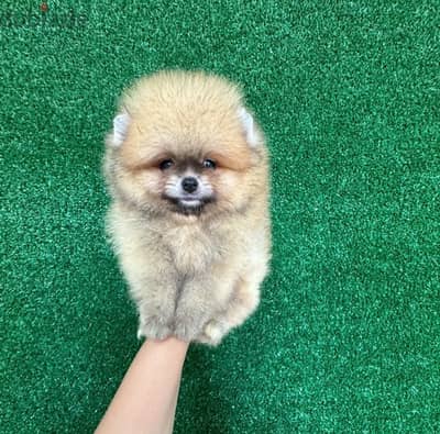 Trained Pomeranian for sale