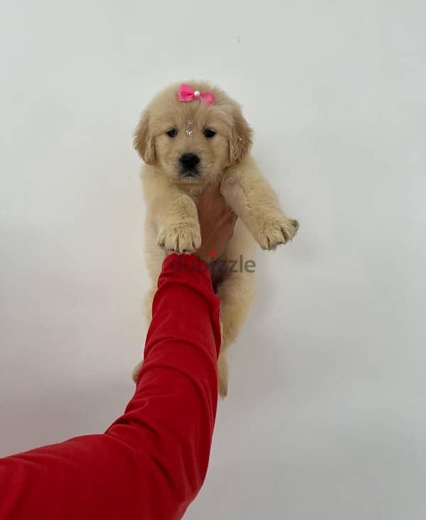 Golden retriever for sale . WhatsApp me +14847189164‬ 0