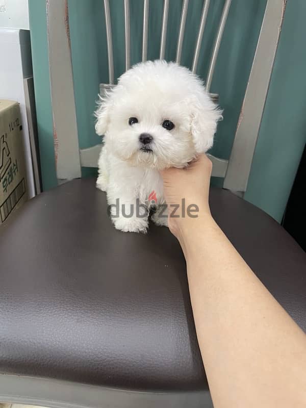 White Poodle for sale . WhatsApp me +14847189164‬ 0