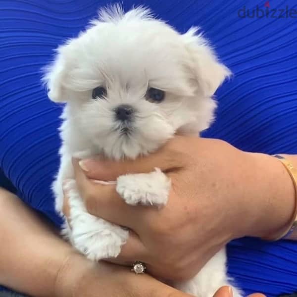 Female Maltese for Sale . WhatsApp me ‪ +19087684279‬ 0