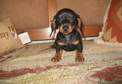 Dachshund Puppies Available 0