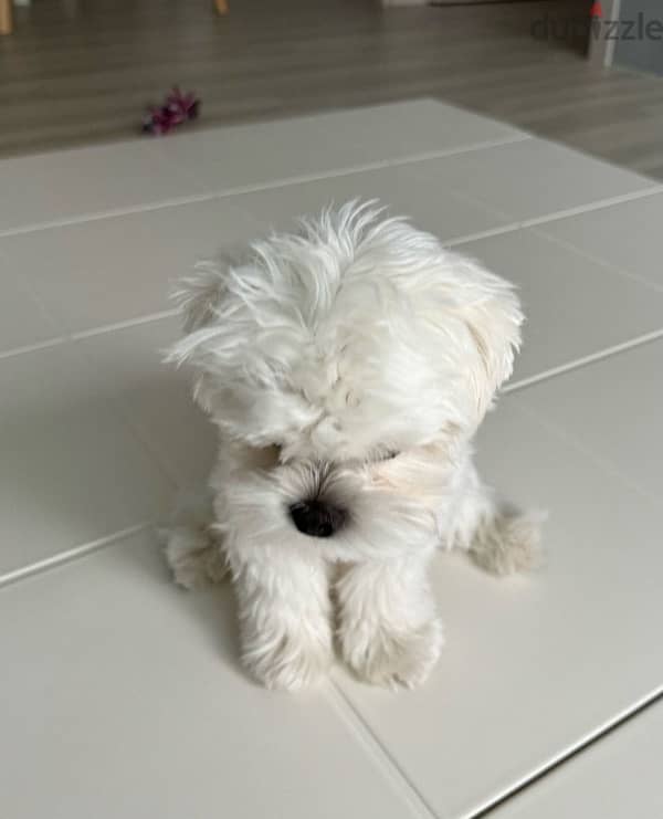 Maltese puppy for sale 1