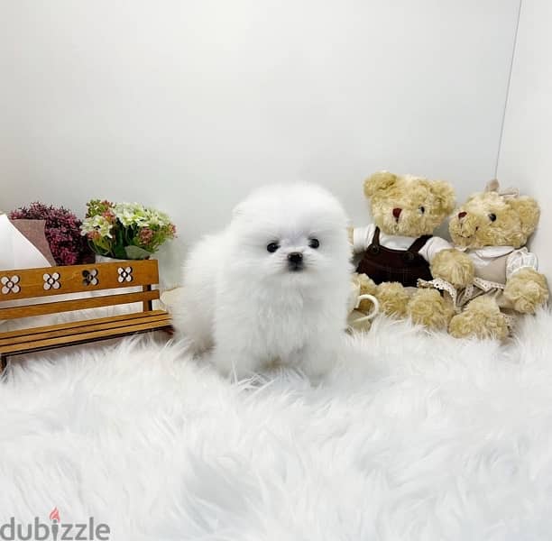 Super mini Pom for sale 0