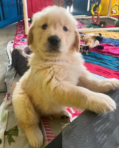 Golden retriever for sale