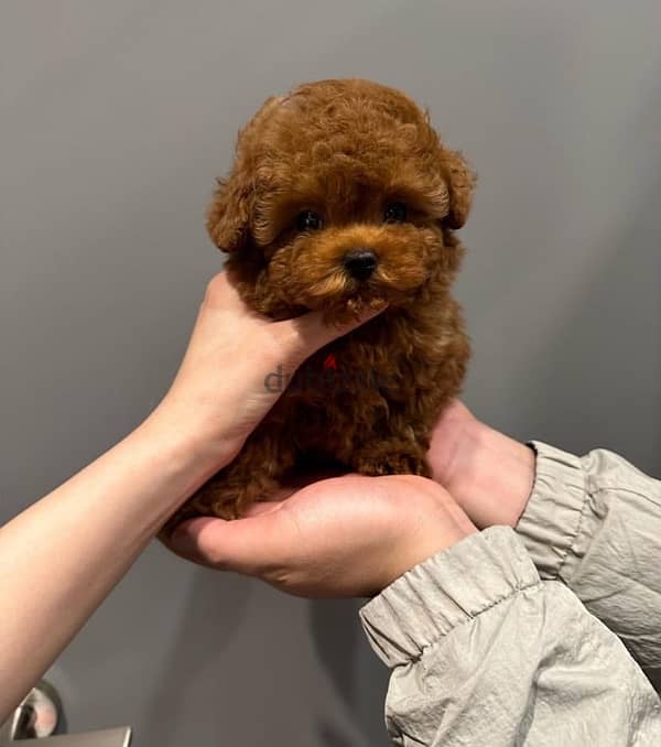 100% Tcup Poodle for sale 0