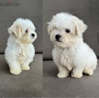 Maltese male for sale