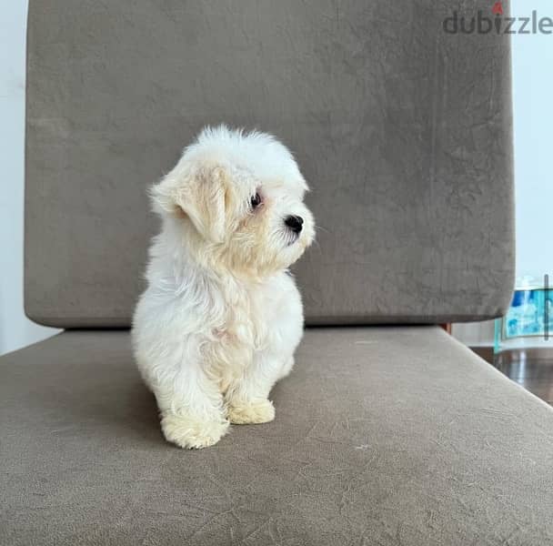 Maltese male for sale 1