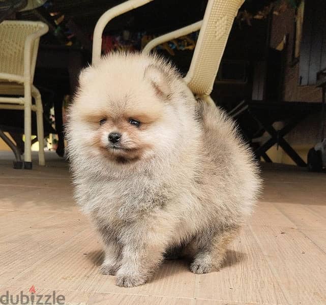 Purebred  Pom for sale 0