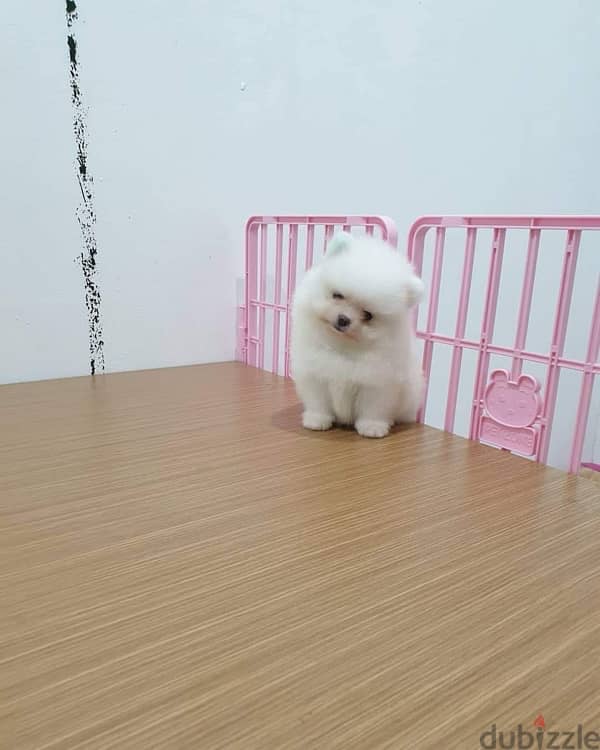 Girl Pomeranian for sale 0