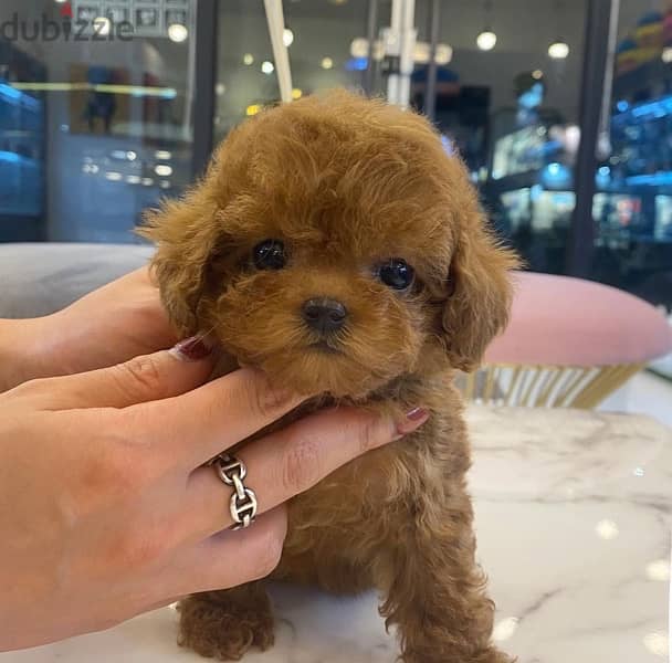 Tea Cup Poodle for sale 0