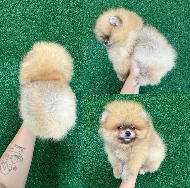 Female Pomeranian for sale 0