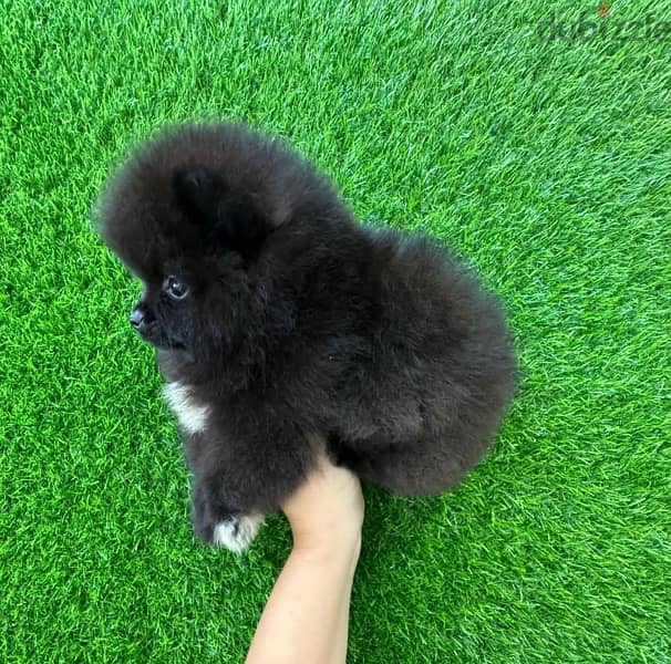 Black Female Pomeranian 0