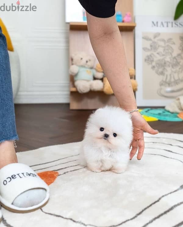 Playful Pomeranian for sale 1