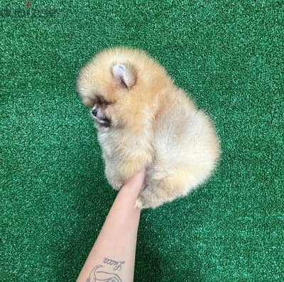 Male Pomeranian for sale