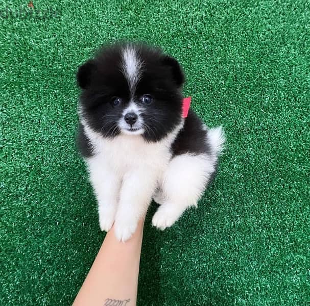 Pomeranian for sale 0