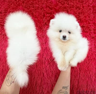 White Female Pomeranian for sale