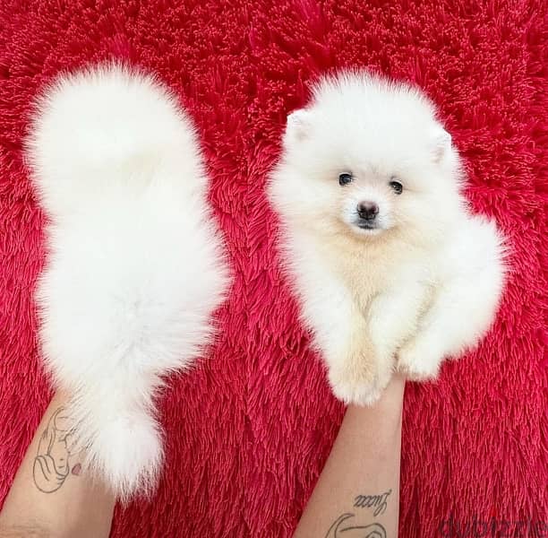 White Female Pomeranian for sale 0