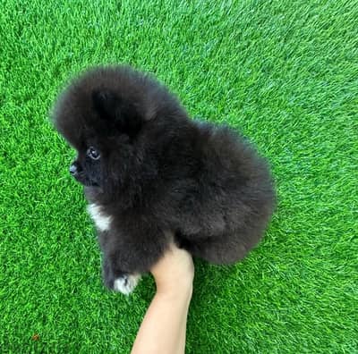 Pomeranian for sale