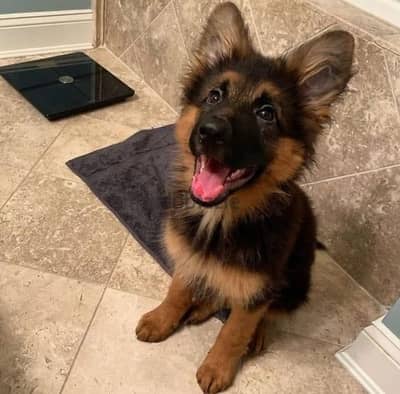 German Shepherd for sale