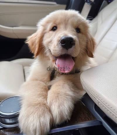 Golden retriever for sale