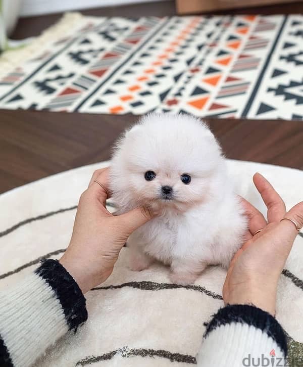 Tiny Pomeranian for sale 0