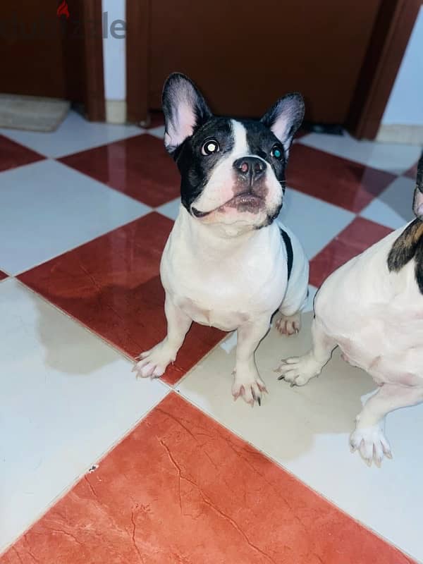 French Bulldog Puppy Available 1