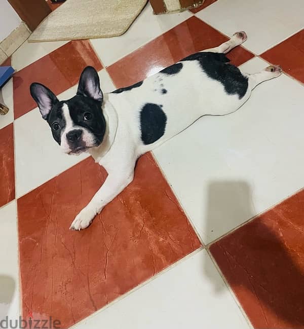 French Bulldog Puppy Available 4