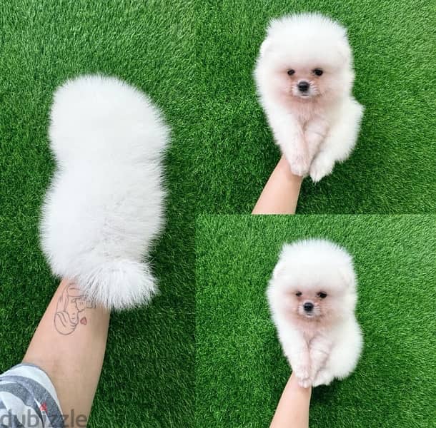 White Pom for sale . 0