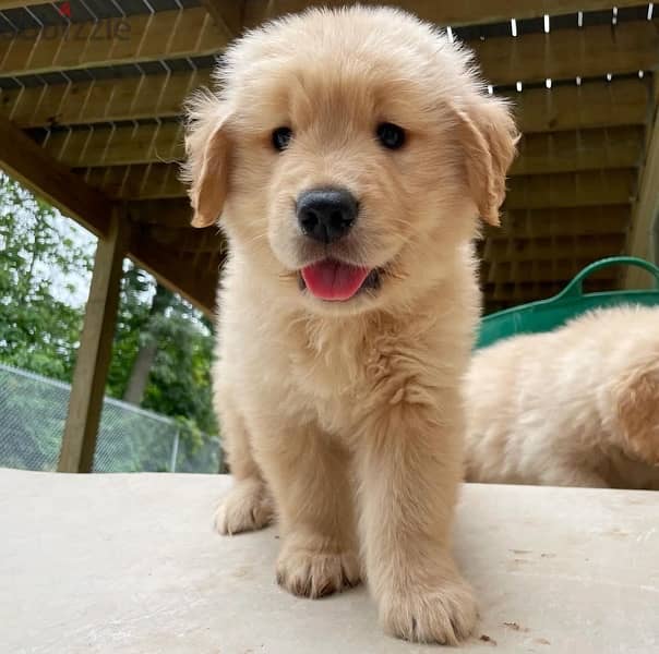 Golden retriever for sale 0