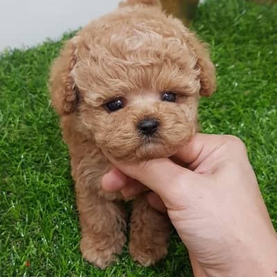 Tcup Poodle puppy for sale